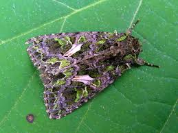 Attēlu rezultāti vaicājumam “Trachea atriplicis”