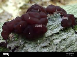 Attēlu rezultāti vaicājumam “Ascotremella faginea”