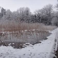 Attēlu rezultāti vaicājumam “Chara intermedia male”