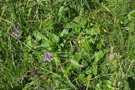 Attēlu rezultāti vaicājumam “Carcharodus floccifera upperside”