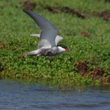 Attēlu rezultāti vaicājumam “Chlidonias hybrida adult”