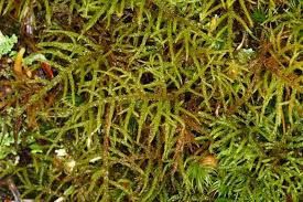 Attēlu rezultāti vaicājumam “Hylocomiastrum umbratum”