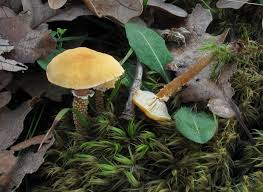 Attēlu rezultāti vaicājumam “Cystoderma amianthinum”