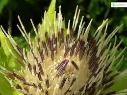 Attēlu rezultāti vaicājumam “Cirsium oleraceum leaf”