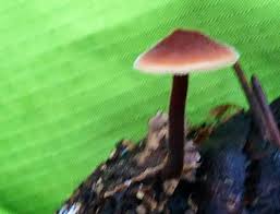 Attēlu rezultāti vaicājumam “Physarum auriscalpium sessile”