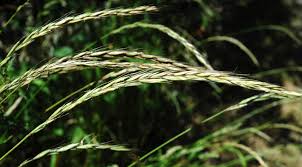 Attēlu rezultāti vaicājumam “Elymus caninus”