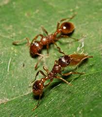 Attēlu rezultāti vaicājumam “Myrmica rubra”