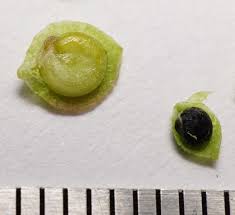 Attēlu rezultāti vaicājumam “Atriplex patula fruit”