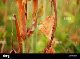 Attēlu rezultāti vaicājumam “Reynoutria sachalinensis fruit”