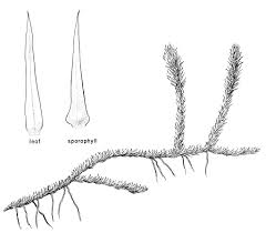 Attēlu rezultāti vaicājumam “Lycopodiella inundata”