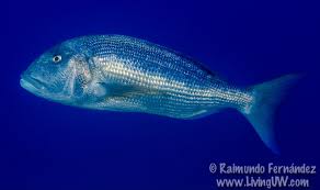 Image result for Dentex dentex