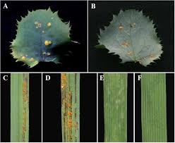 Attēlu rezultāti vaicājumam “Puccinia agrostidis”