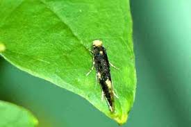 Attēlu rezultāti vaicājumam “Monopis weaverella”