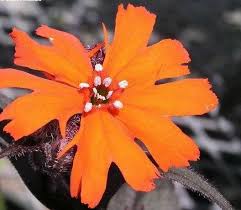 Attēlu rezultāti vaicājumam “Silene x arkwrightii Vesuvius flower”