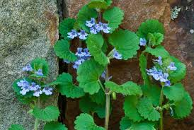 Image result for Glechoma hederacea