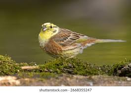 Attēlu rezultāti vaicājumam “Emberiza citrinella adult”