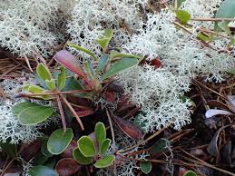 Attēlu rezultāti vaicājumam “Cladonia phyllophora”