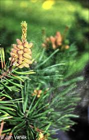 Attēlu rezultāti vaicājumam “Pinus mugo male flower”