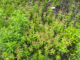 Attēlu rezultāti vaicājumam “Lysimachia”