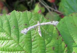 Attēlu rezultāti vaicājumam “Platyptilia gonodactyla”