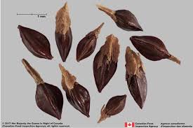 Attēlu rezultāti vaicājumam “Reynoutria sachalinensis fruit”