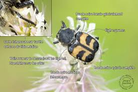 Attēlu rezultāti vaicājumam “Trichius fasciatus imago”