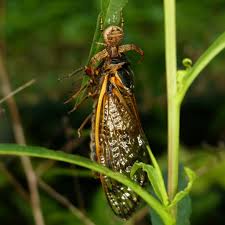 Attēlu rezultāti vaicājumam “Xysticus bifasciatus female”