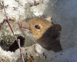 Attēlu rezultāti vaicājumam “Apodemus agrarius”