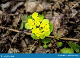 Attēlu rezultāti vaicājumam “Chrysosplenium alternifolium leaf”