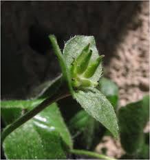 Attēlu rezultāti vaicājumam “Hepatica nobilis bud”