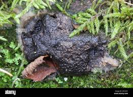 Attēlu rezultāti vaicājumam “Siphoptychium violaceum”