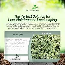 Attēlu rezultāti vaicājumam “Herniaria glabra leaf”