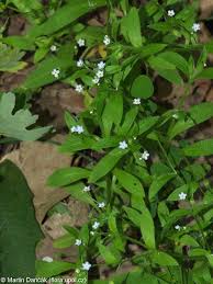 Attēlu rezultāti vaicājumam “Myosotis sparsiflora flower”