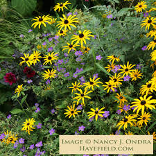 Image result for Rudbeckia Paradisio