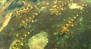 Image result for Pseudomyxus capensis