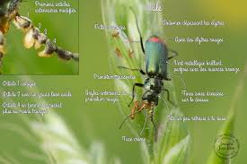 Attēlu rezultāti vaicājumam “Malachius bipustulatus”