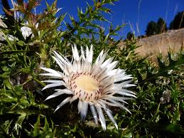 Image result for Silberdistel