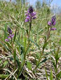 Attēlu rezultāti vaicājumam “Polygala comosa flower”