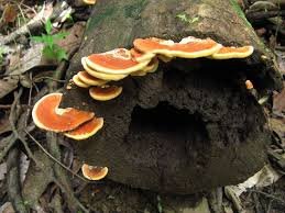 Attēlu rezultāti vaicājumam “Rigidoporus crocatus”