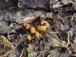 Attēlu rezultāti vaicājumam “Trichia contorta macro”