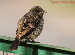 Attēlu rezultāti vaicājumam “Capra juvenile”