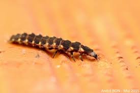 Attēlu rezultāti vaicājumam “Lampyris noctiluca larva”