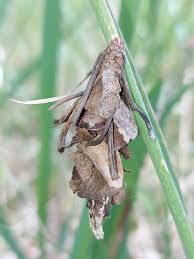 Attēlu rezultāti vaicājumam “Canephora hirsuta larva”