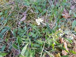 Attēlu rezultāti vaicājumam “Cardaminopsis arenosa leaf”