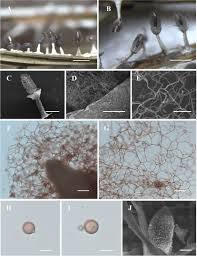Attēlu rezultāti vaicājumam “Diachea sp.”