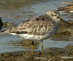 Image result for Calidris tenuirostris
