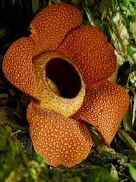 Attēlu rezultāti vaicājumam “Comatricha ellae”