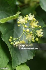 Attēlu rezultāti vaicājumam “Tilia x moltkei leaf”