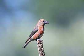 Image result for Loxia curvirostra