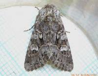 Attēlu rezultāti vaicājumam “Papestra biren”